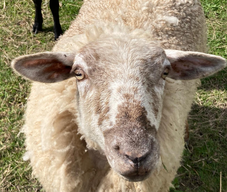 Un de nos moutons