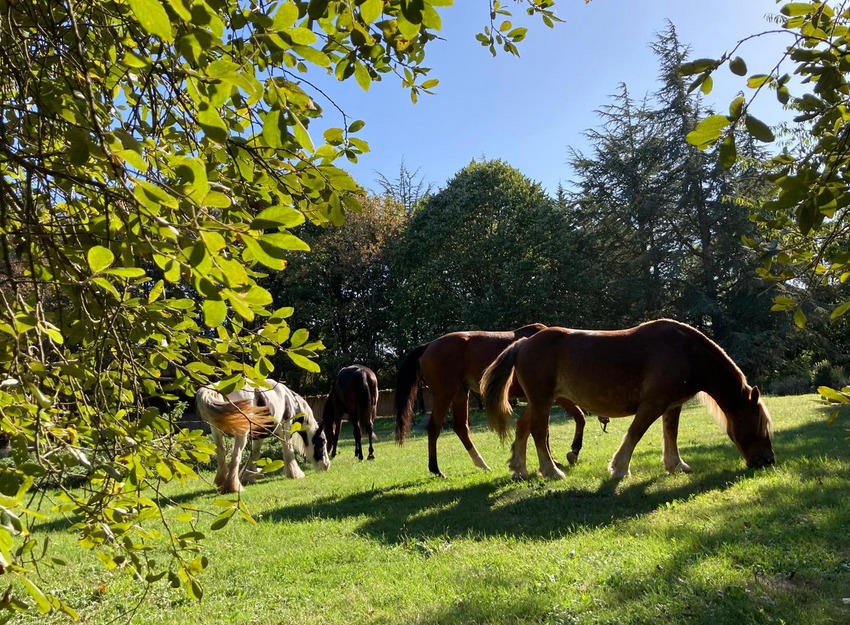 Les chevaux au pré