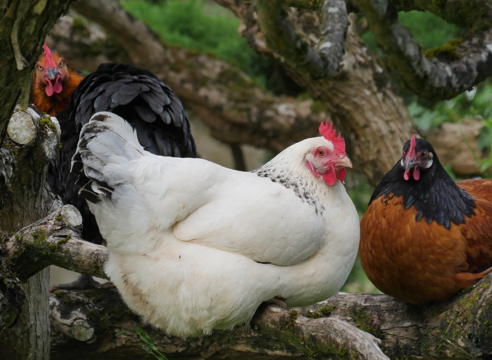 Nos poules en liberté