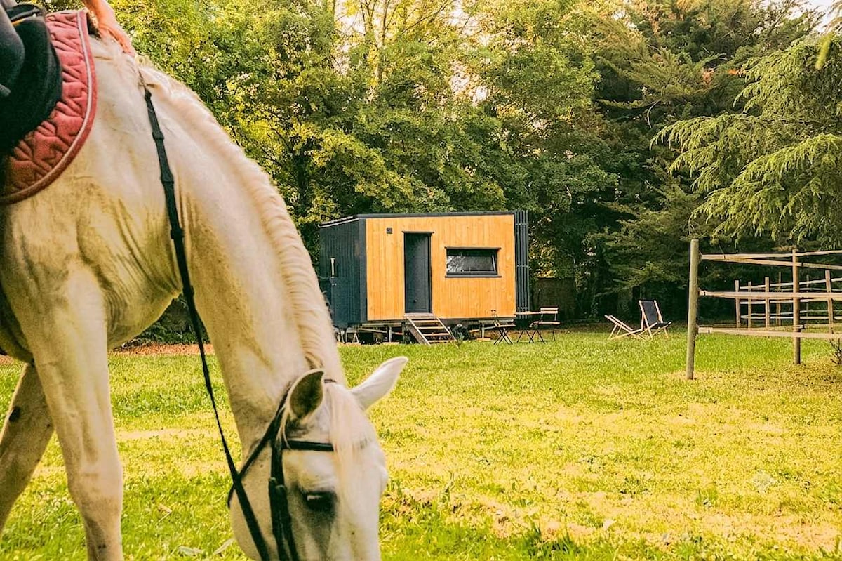 La tiny house vue depuis le pré, un cheval au premier plan